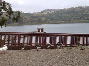 A Row of Ducks at the Lake