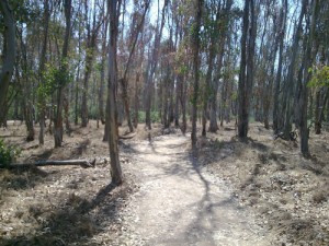 Trail Running at UCSD Trails