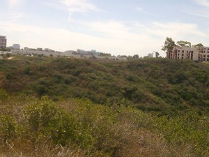 Trail Running at UCSD Trails