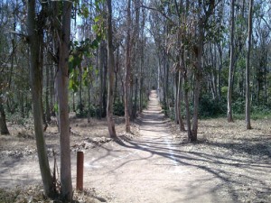 Trail Running at UCSD Trails