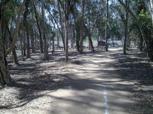 Trail Running at UCSD Trails