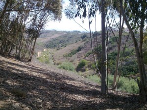 Trail Running at UCSD Trails