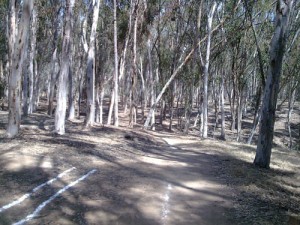 Trail Running at UCSD Trails