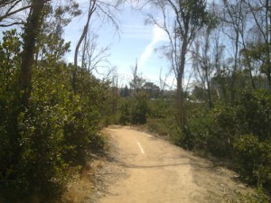 Trail Running at UCSD Trails