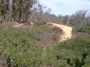 Trail Running at UCSD Trails