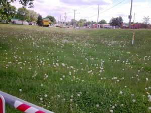 Des Moines Trail Weeds